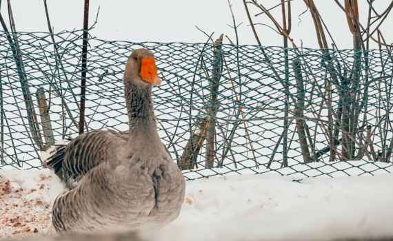 Главный везунчик декабря-2025: какому знаку зодиака улыбнется удача в конце года Главный везунчик декабря-2025: какому знаку зодиака улыбнется удача в конце года