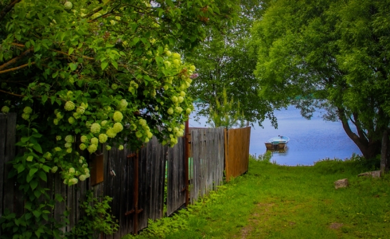 Бываете на даче только по выходным? 6 растений, которые выживут без полива, подкормок и стрижки Бываете на даче только по выходным? 6 растений, которые выживут без полива, подкормок и стрижки